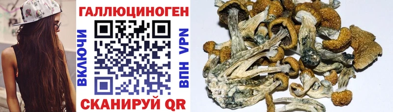 где можно купить наркотик  Западная Двина  Галлюциногенные грибы мухоморы 